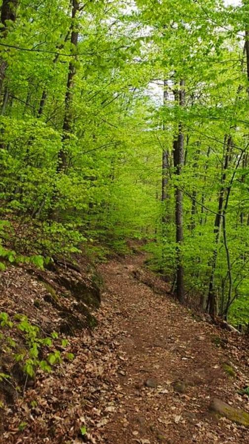 Ferienwohnungen Im Herzen Des Pfaelzerwaldes Elmstein Esterno foto